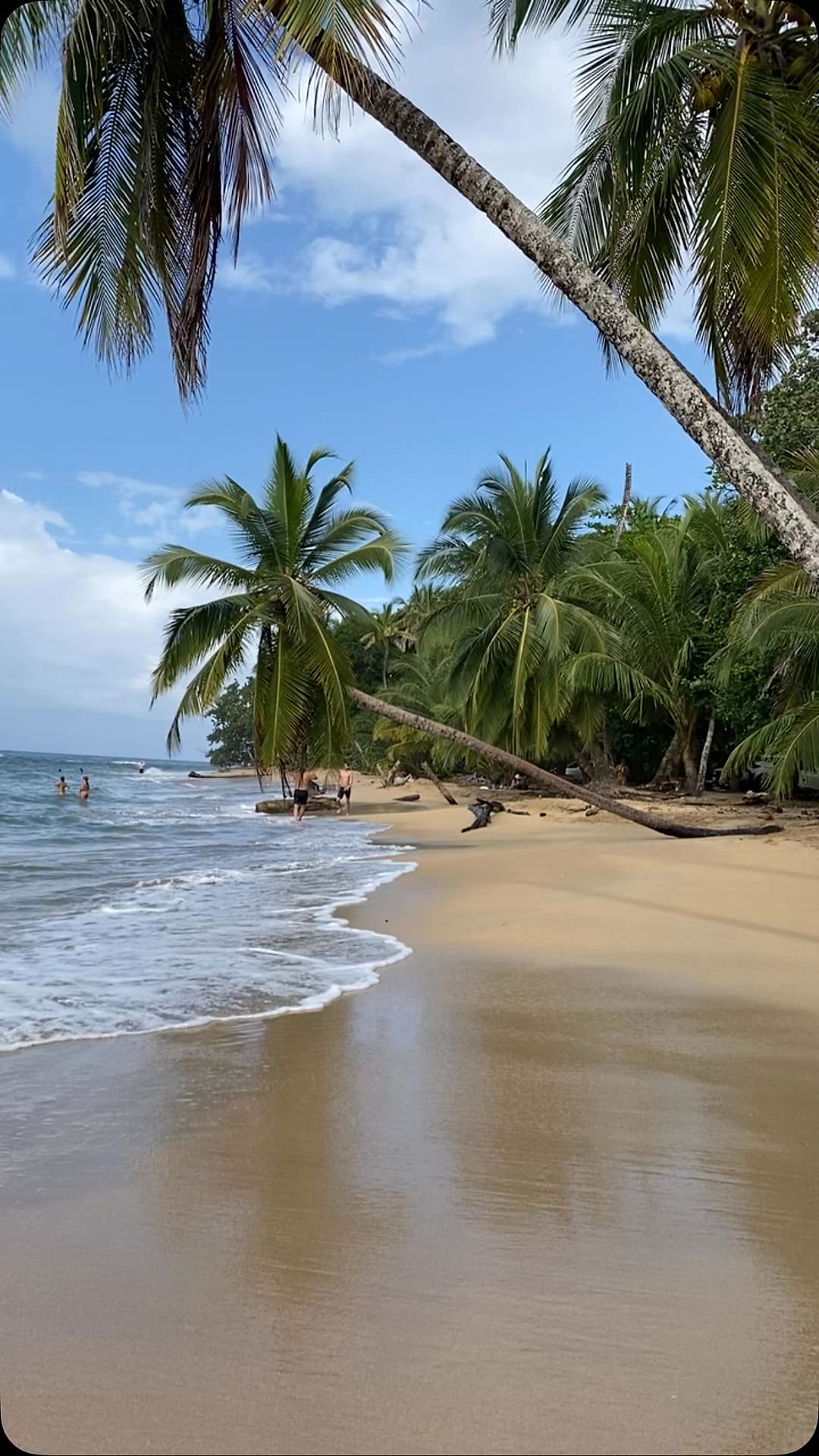 Playa Arrecife: leaning coconut palms over golden sand and calm Caribbean water