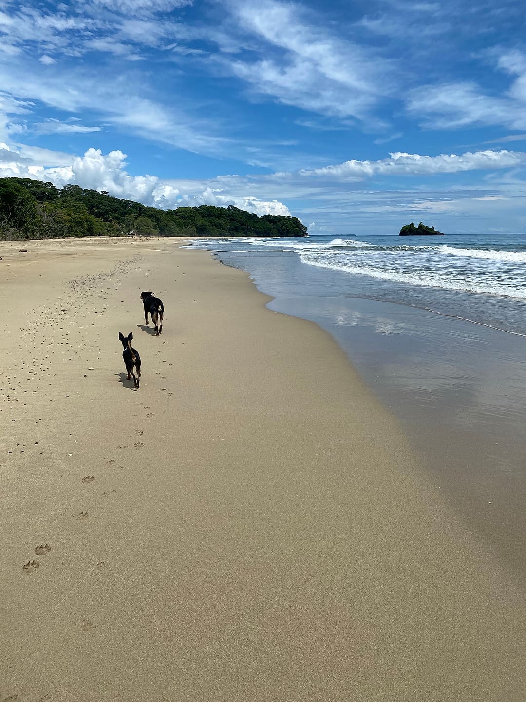 Playa Cocles: two dogs trotting along the wide beach with the little island offshore