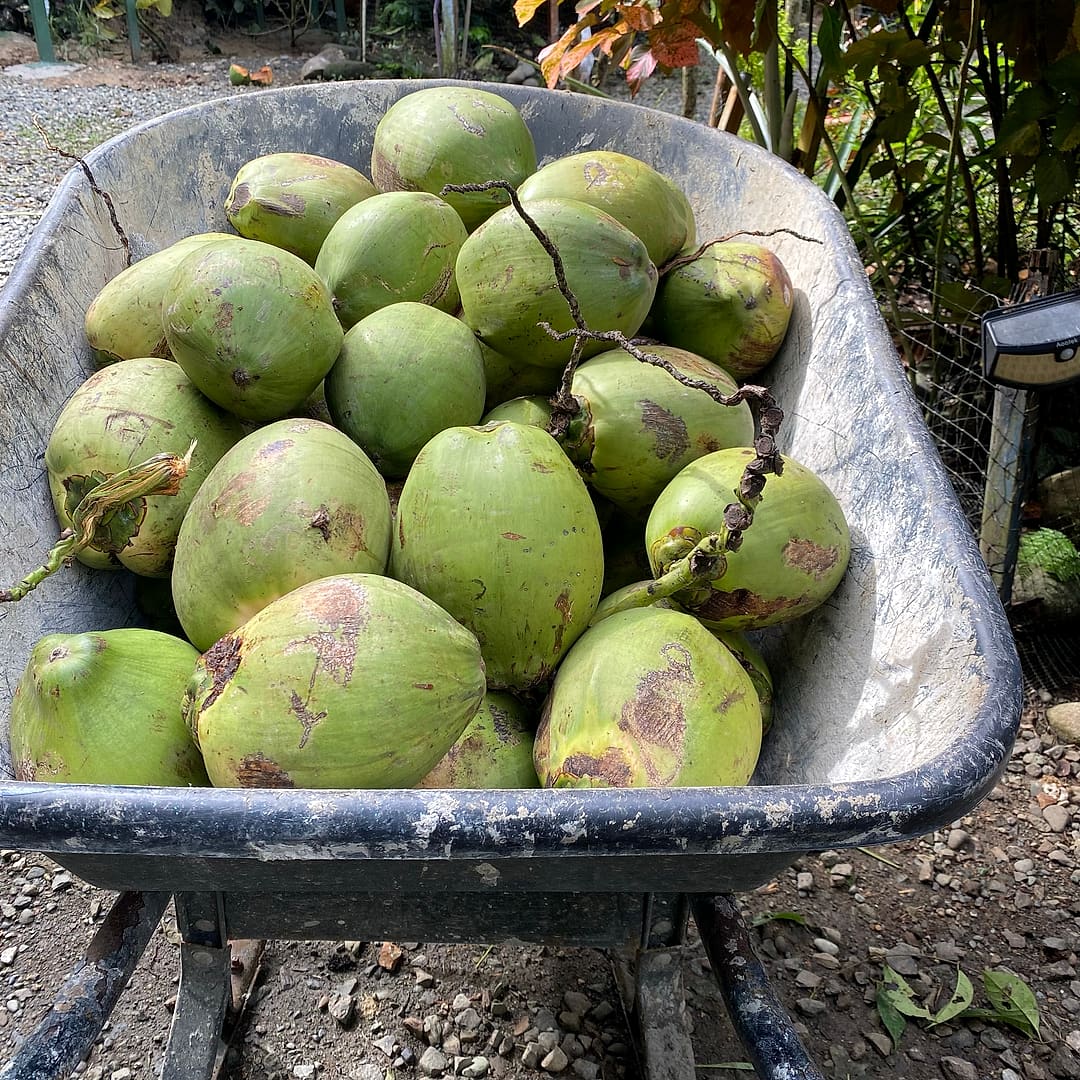 A wheelbarrow full of green coconuts