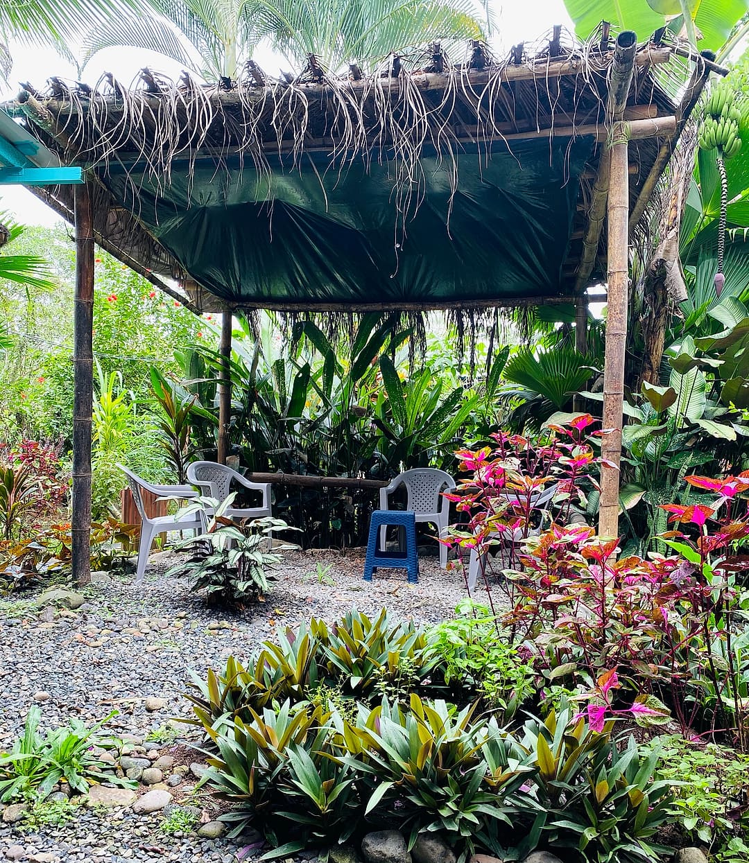 A shaded garden rancho with chairs, bromeliads and colourful leaves