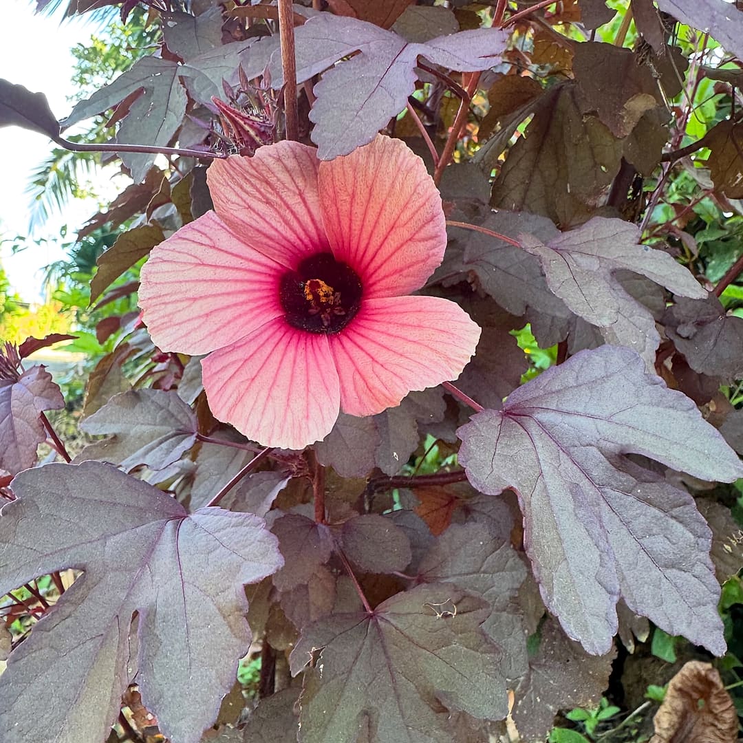 A pink cranberry hibiscus flower with a dark centre among burgundy, maple-shaped leaves