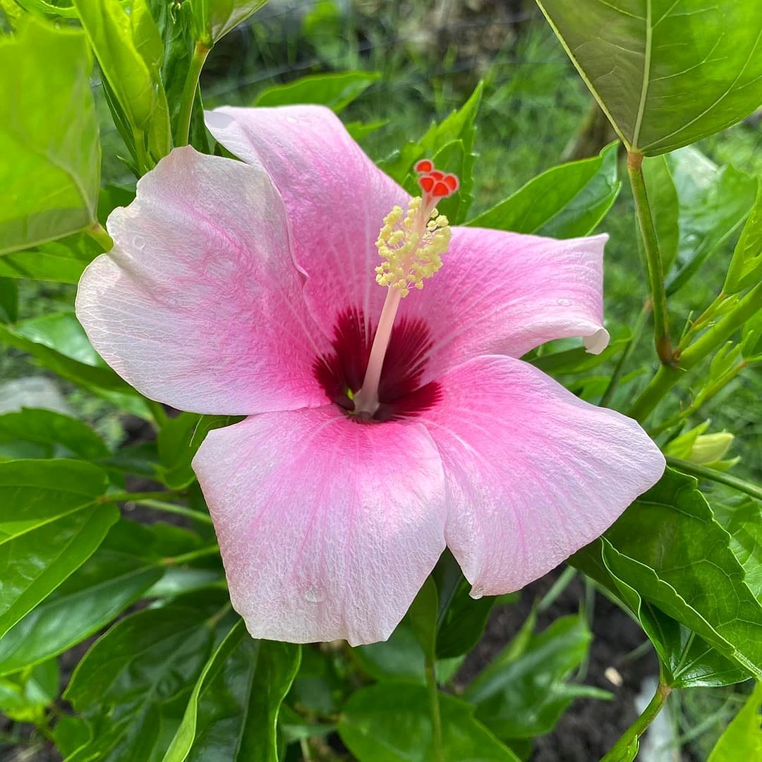 A pale pink hibiscus flower with a crimson centre