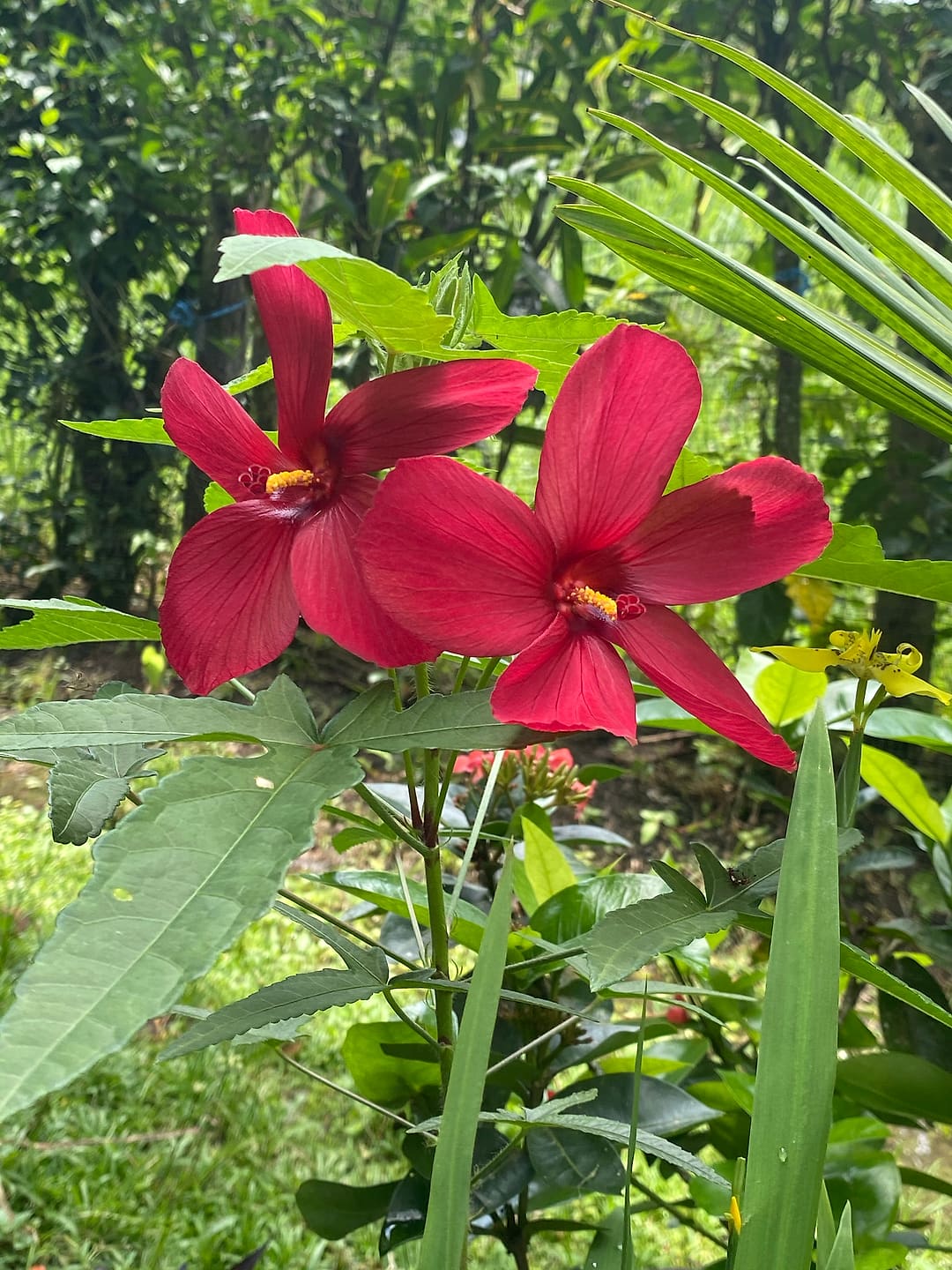 Red hibiscus flowers in the garden