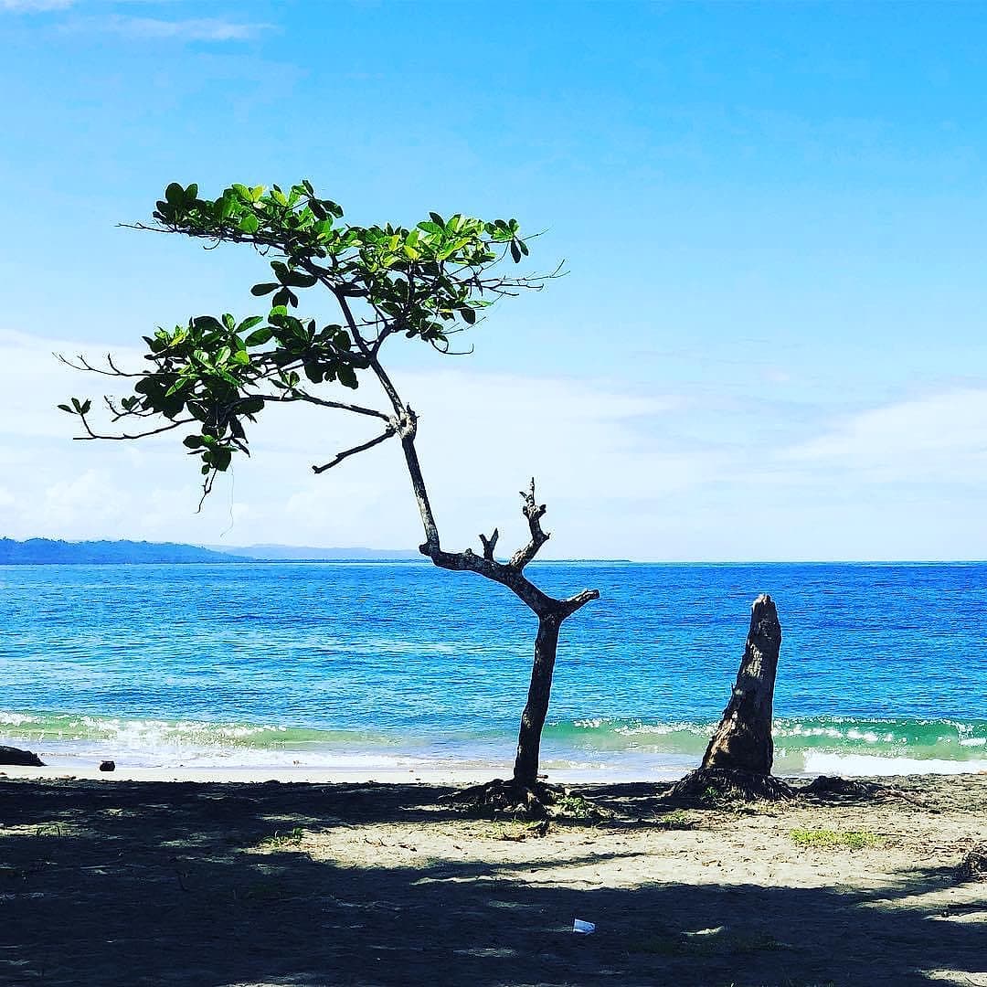 Manzanillo: a lone wind-shaped tree on the beach in front of turquoise water