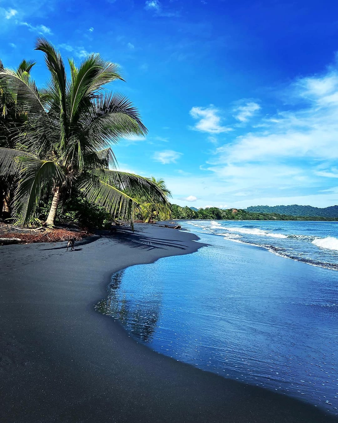 Playa Negra: the black-sand shoreline curving away under palms and blue sky