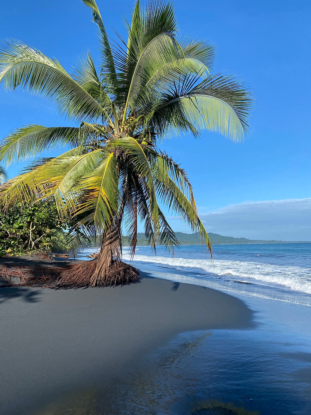 Playa Negra: a coconut palm leaning over black sand and turquoise waves