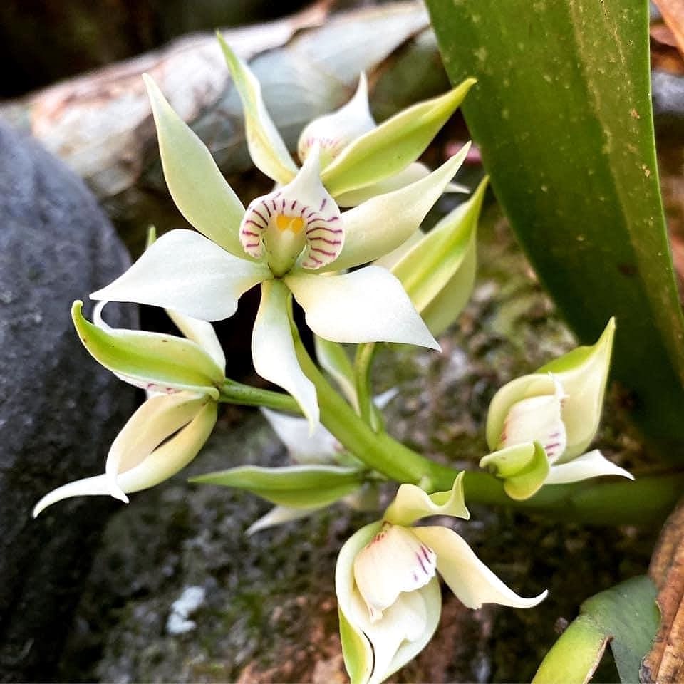 A white orchid in bloom