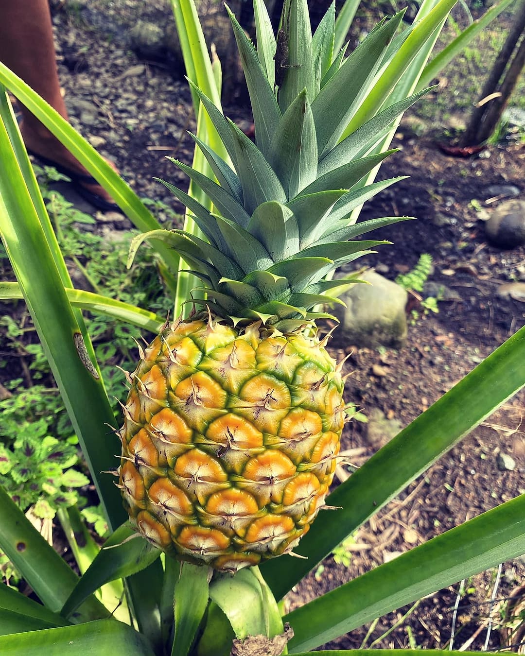 A ripening pineapple in the garden
