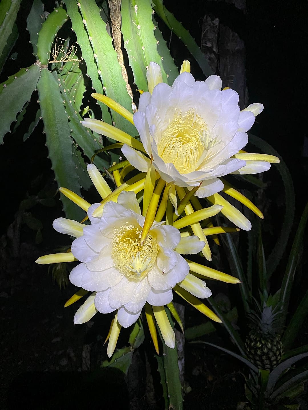 Two huge white dragonfruit flowers blooming at night