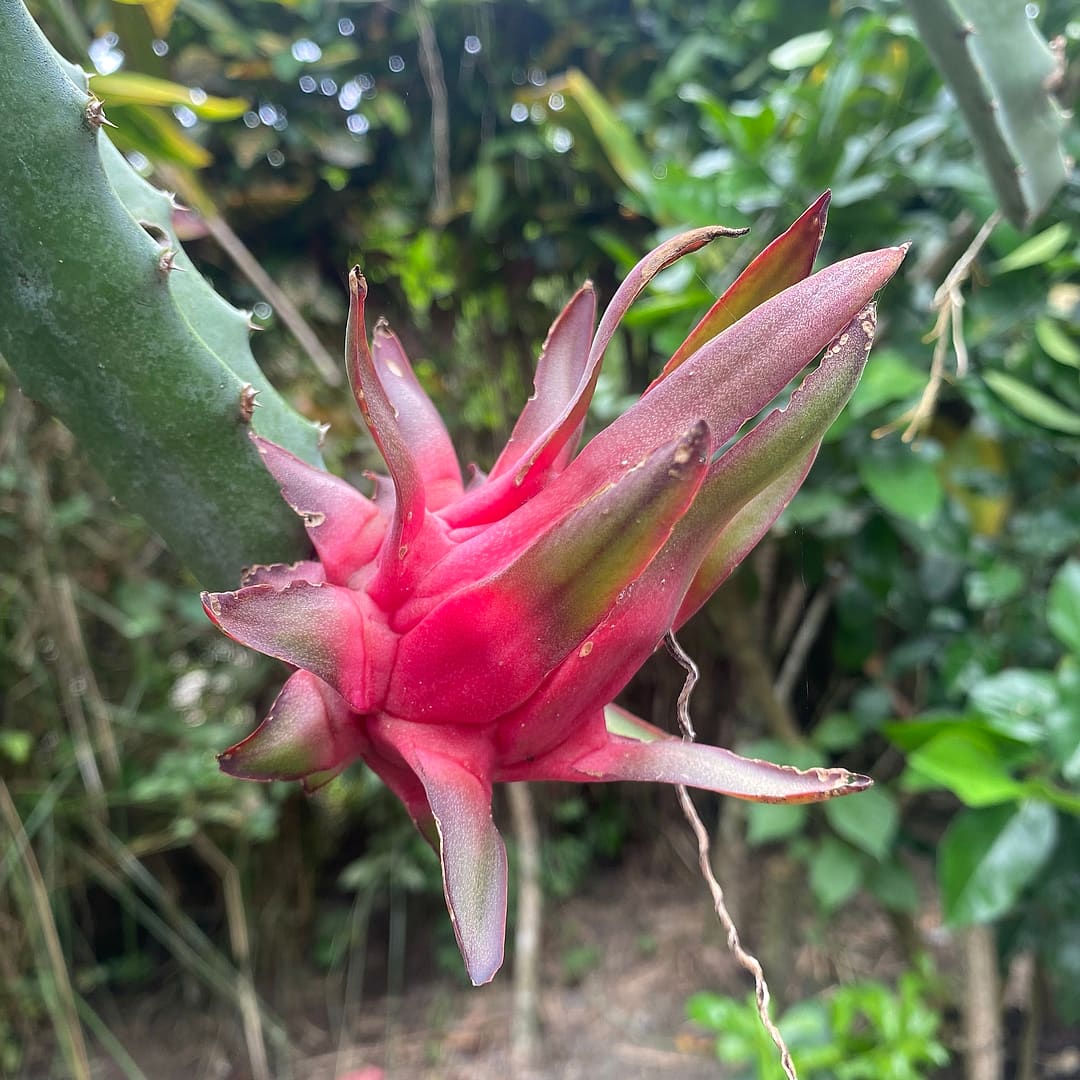 A bright pink dragonfruit growing on its cactus stem