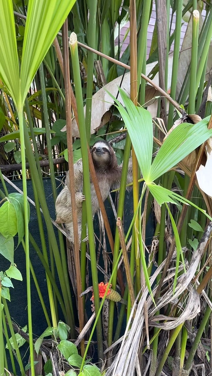 A three-toed sloth climbing through tall green stems and palm leaves