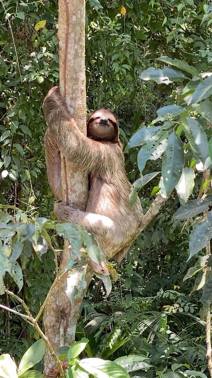 A brown-throated three-toed sloth hugging a tree trunk in the jungle