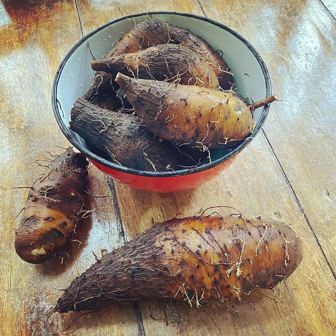A bowl of freshly dug tubers from the garden